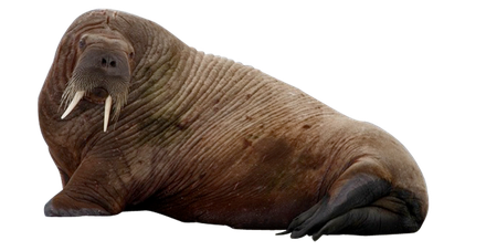 Walrus Png Clipart (black)