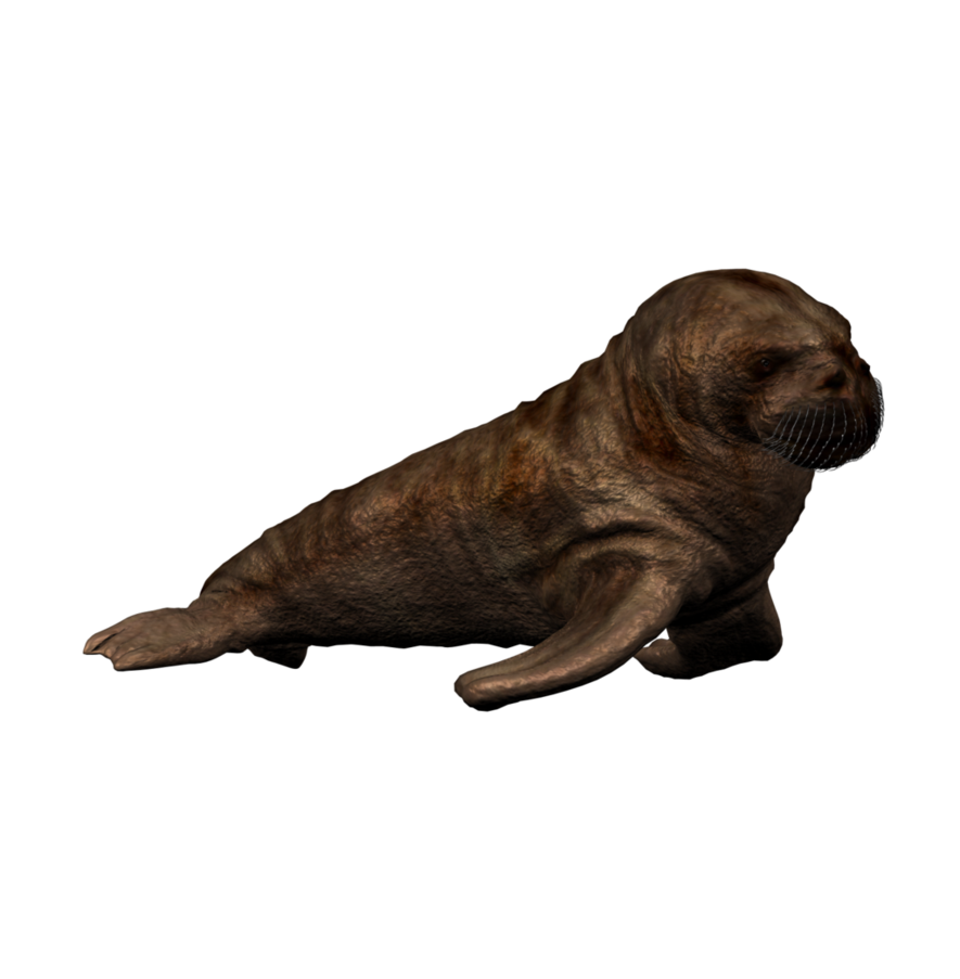 Walrus Png Photo (black)