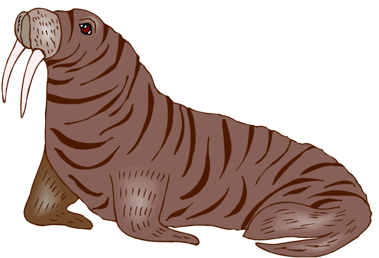 Walrus Png Transparent Hd Photo (black, gray, white)