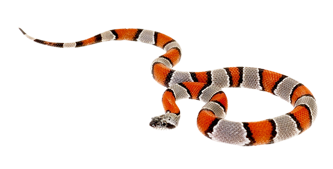 False Coral Snake Png Clipart (black, silver)