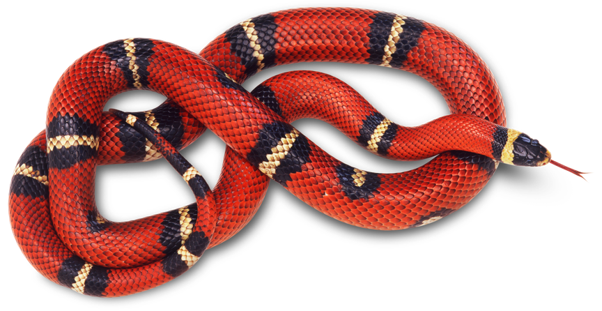 False Coral Snake Png File (black)