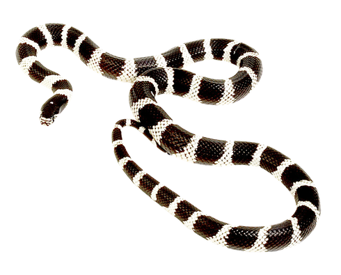 False Coral Snake Png Free Download (black, white)