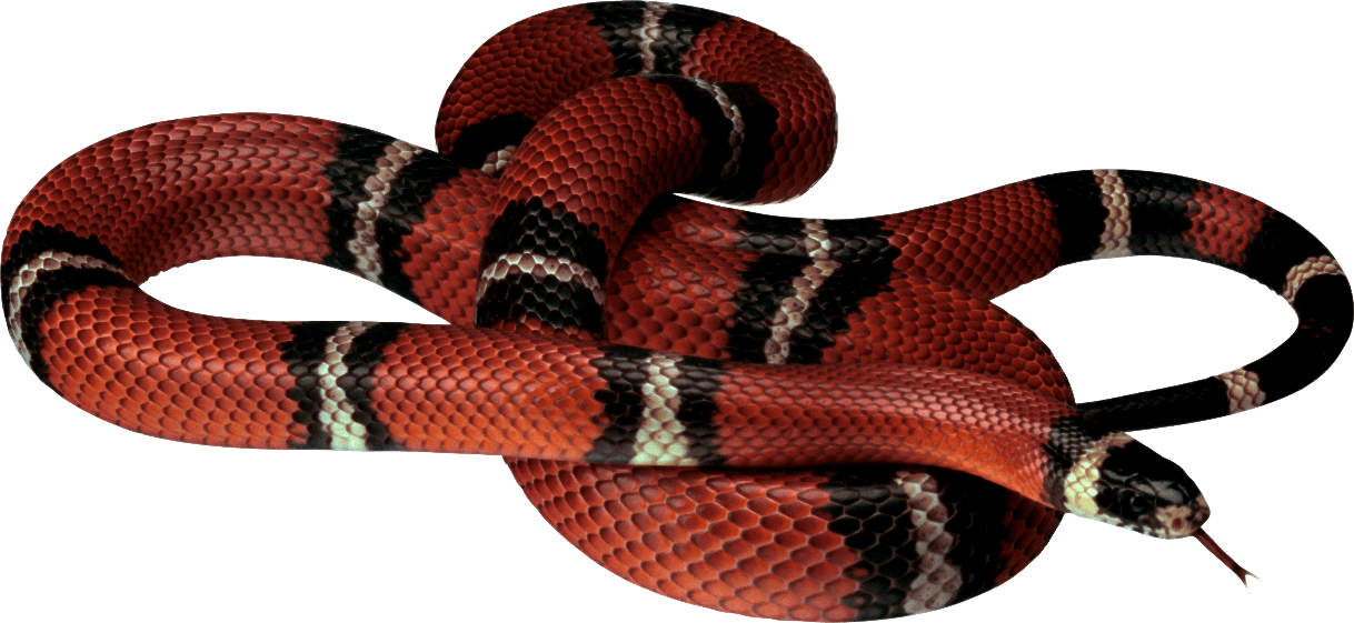 False Coral Snake Png Image (black)