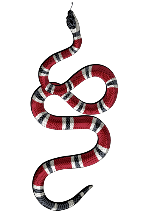 False Coral Snake Png Photos (black)