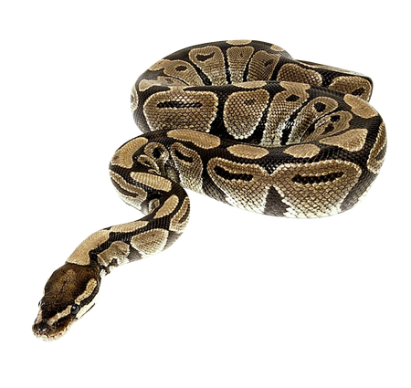 False Coral Snake Png Pic (black, gray, maroon)