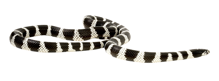 False Coral Snake Png Picture (black, silver)