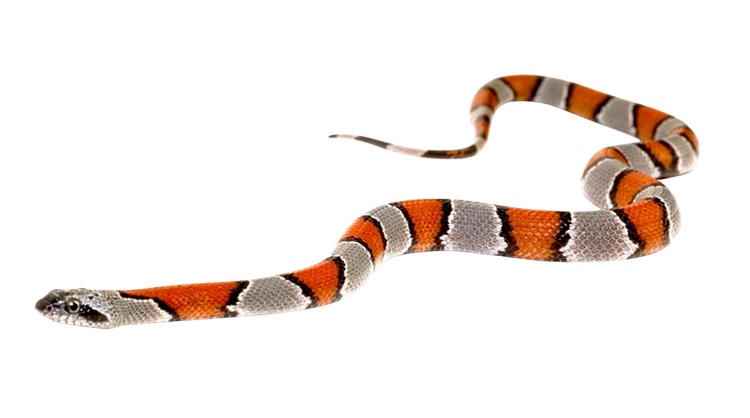 False Coral Snake Png Transparent Image (black, gray, chocolate)