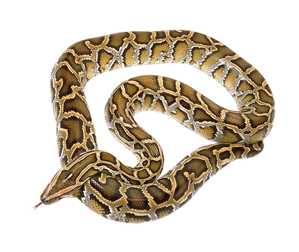 False Coral Snake Png Transparent Picture (black)