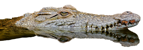 Saltwater Crocodile Png File (silver, white, black, lavender)