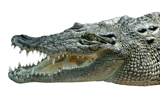 Saltwater Crocodile Png Free Download (black, silver, gray)