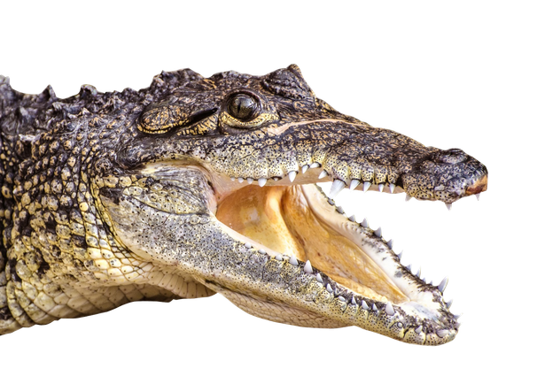 Saltwater Crocodile Png Hd (black, silver, gray, olive)