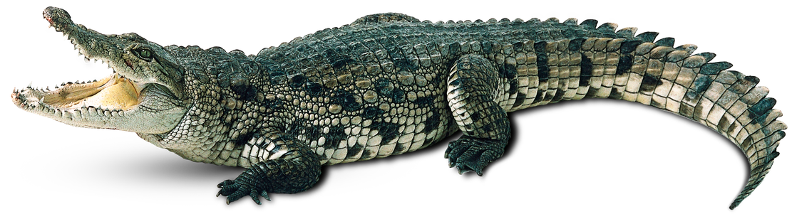 Saltwater Crocodile Png Photos (black, gray)