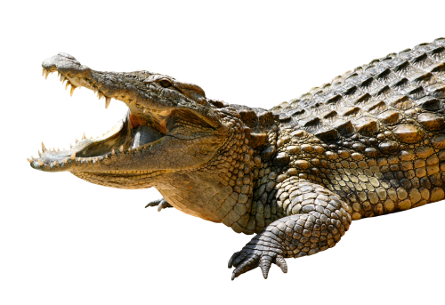 Saltwater Crocodile Png Pic (black)