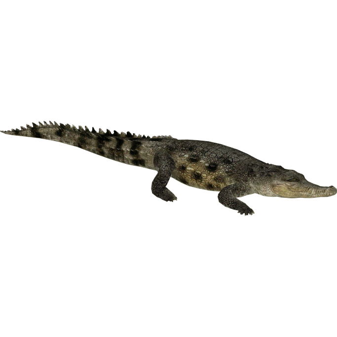 Saltwater Crocodile Png Picture (black, indigo)