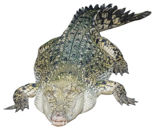 Saltwater Crocodile Transparent Background (black)