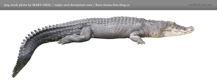 Saltwater Crocodile Transparent Png (black, gray)