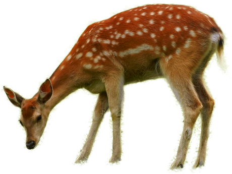 Bambi Png Background Image (black)