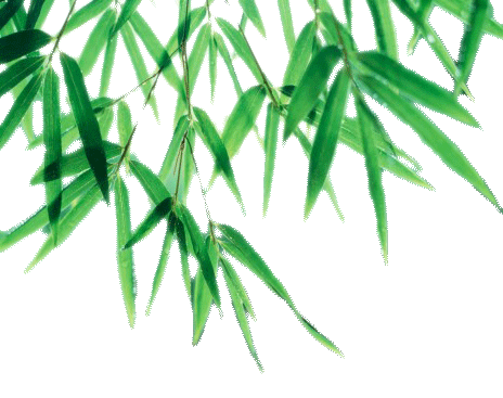 Bamboo Leaf Png Picture (white)