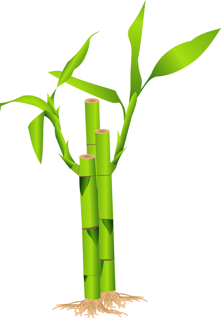 Bamboo Shoot Png Transparent (white, olive)