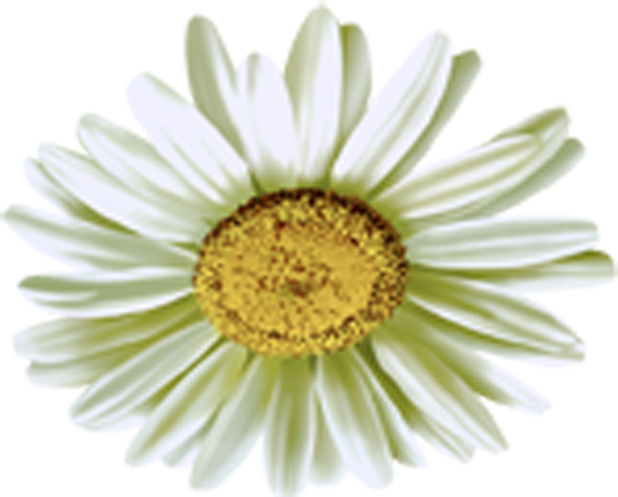 Camomile Flower Png (lavender, gray, white)