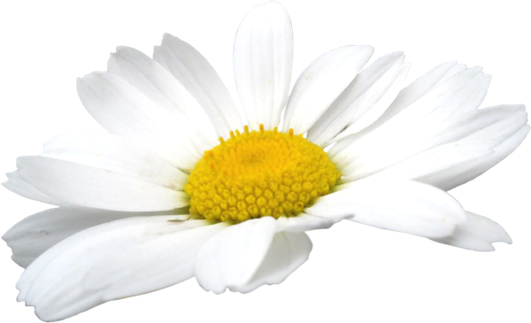 Camomile Flowers Png (black, white)