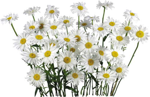 Camomile Png File (black, lavender)