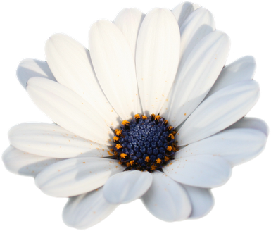 Camomile Png Hd Photo (black, white, beige)