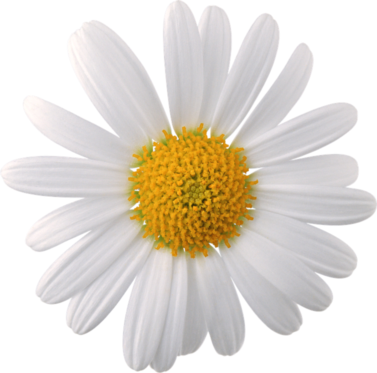 Camomile Png Transparent Image (black, silver)