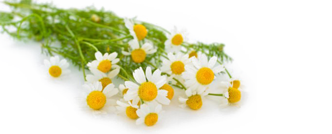 Camomile Png Transparent Photo (white)