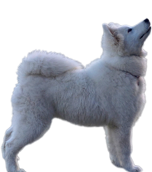 Samoyed Dog Download Png Isolated Image (black, gray)