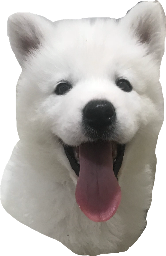 Samoyed Dog Full Grown No Background (beige, black, lavender, gray)