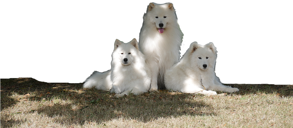 Samoyed Dog Full Grown Png Clipart (black, olive, white, silver)