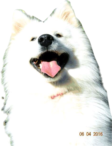 Samoyed Dog Full Grown Png Cutout (black, white)