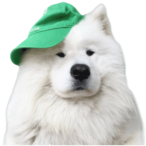 Samoyed Dog Full Grown Png File (black, lavender, white, silver)