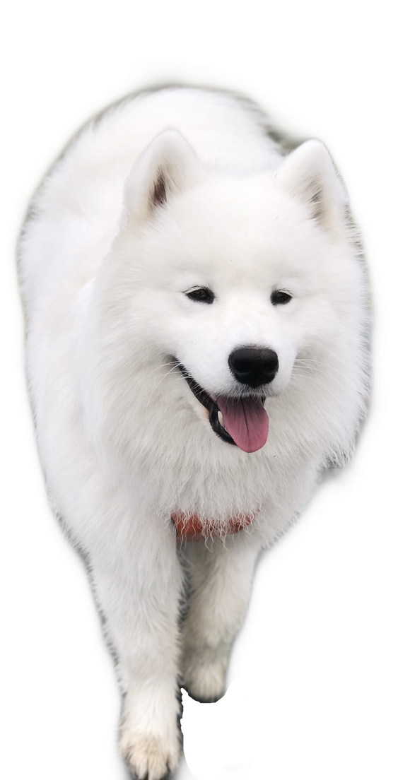 Samoyed Dog Full Grown Png Hd Image (black, lavender, white, silver)