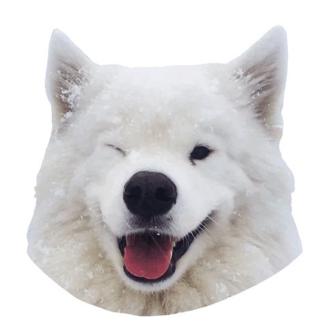 Samoyed Dog Full Grown Png Image File (lavender, white, silver)