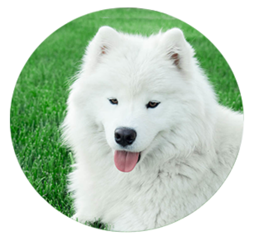 Samoyed Dog Full Grown Png Image Hd (beige, lavender, white, silver)