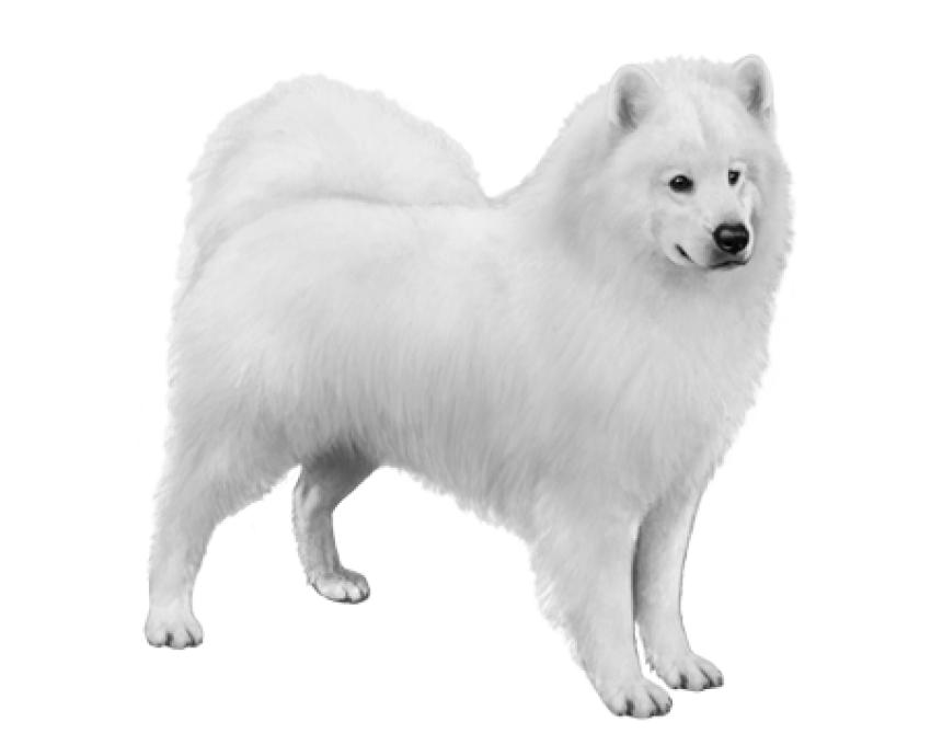 Samoyed Dog Full Grown Png Images Hd (lavender, white, silver)