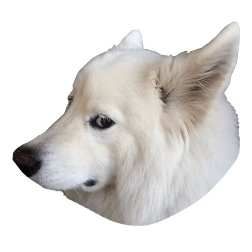 Samoyed Dog Full Grown Png Images (beige, gray, silver)