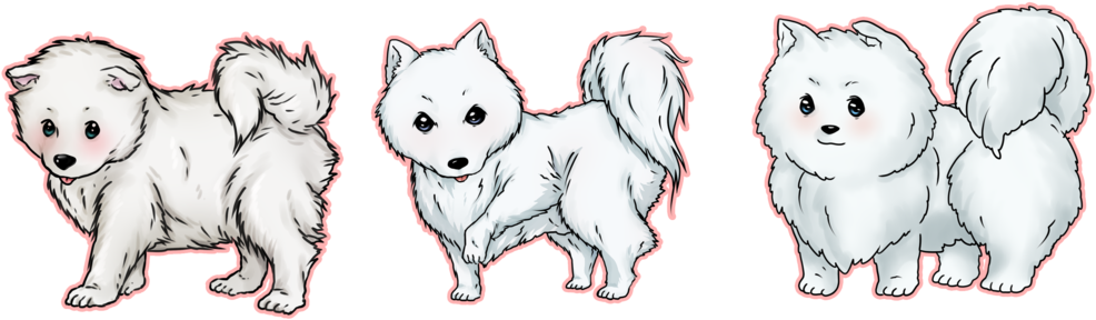 Samoyed Dog Full Grown Png Photo (black, white)