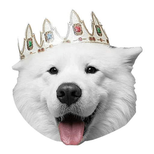 Samoyed Dog Full Grown Png Photos (lavender, gray, silver)