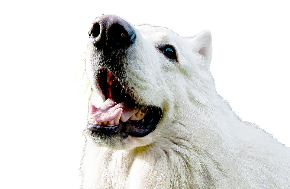 Samoyed Dog Full Grown Png Pic (black, lavender, white)