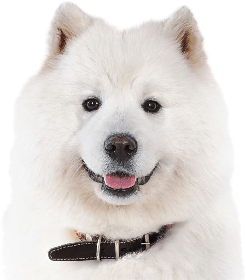 Samoyed Dog Full Grown Png (beige, black, white)