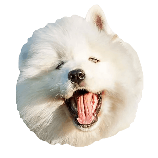 Samoyed Dog Full Grown Transparent (beige, gray, white)