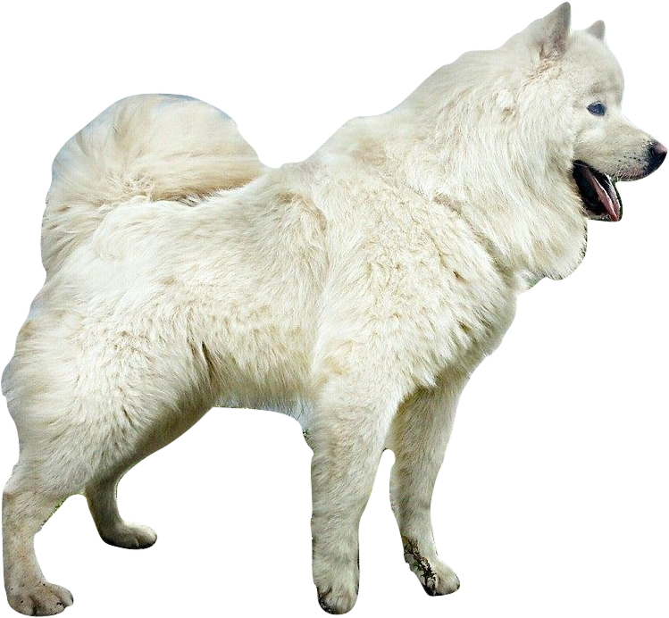 Samoyed Dog Full Grown (beige, black)