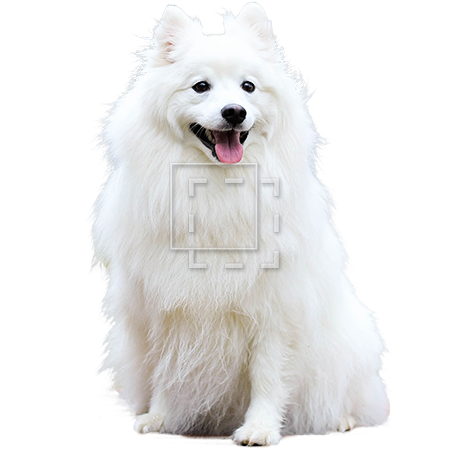 Samoyed Dog No Background (gray, white, silver)