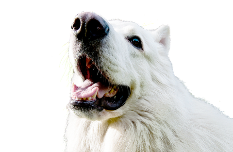 Samoyed Dog Png Clipart (black, lavender, white)