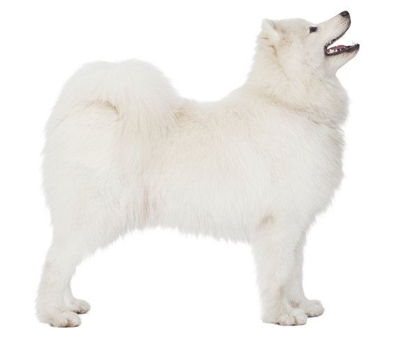 Samoyed Dog Png Clipart (beige, gray)