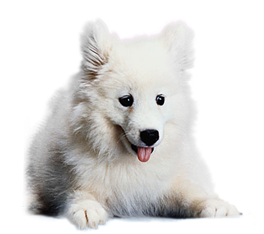 Samoyed Dog Png Cutout (silver, black, white, plum)