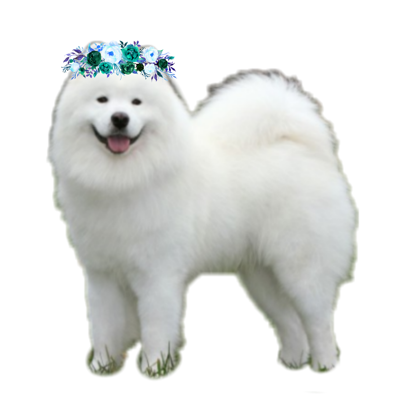 Samoyed Dog Png File (black, lavender, beige, silver)